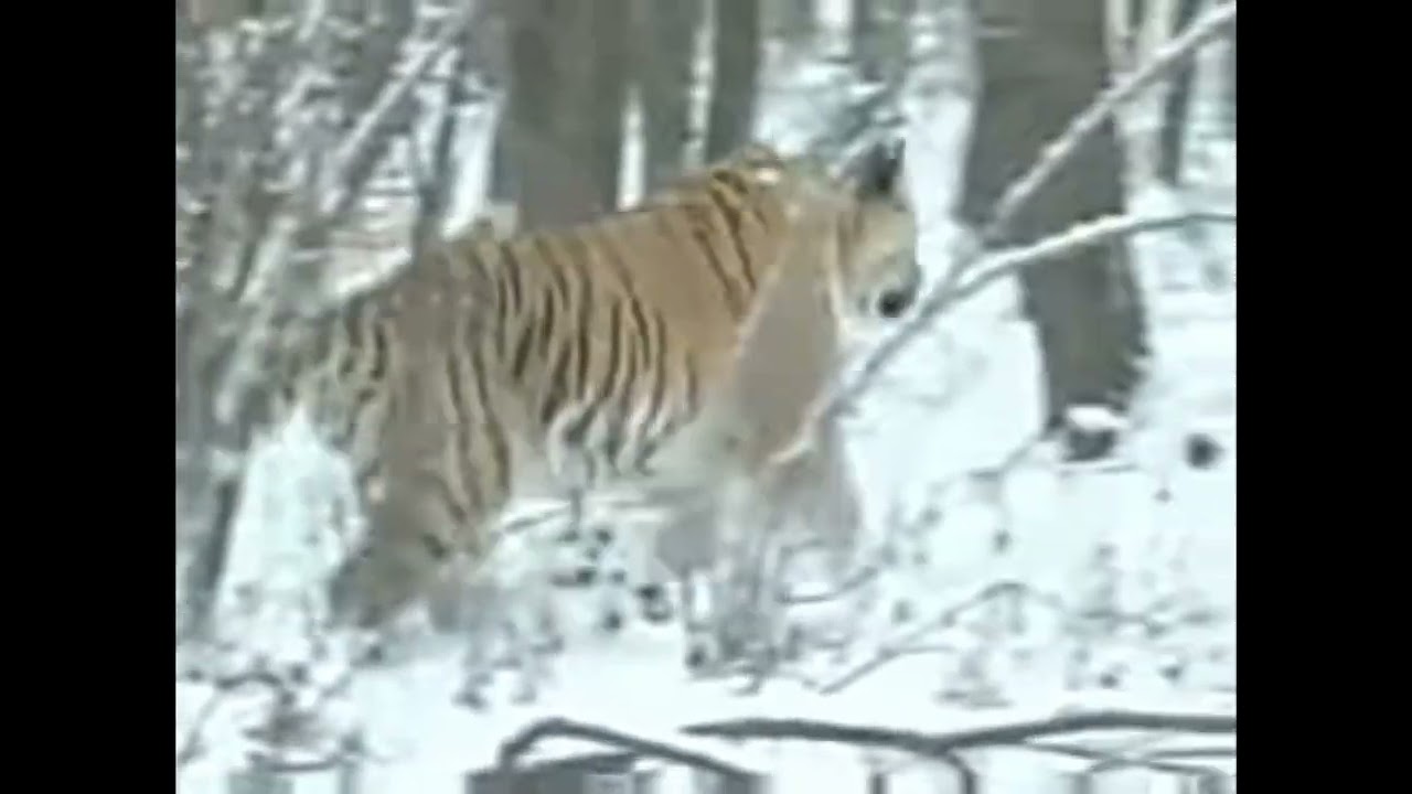 Rare footage of Huge Siberian Tiger hunting Roe Deer