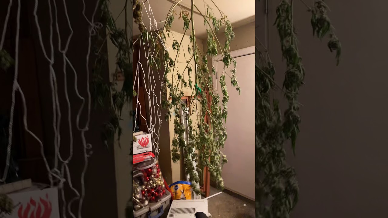 A little bit of my outdoor harvest and indoor show off