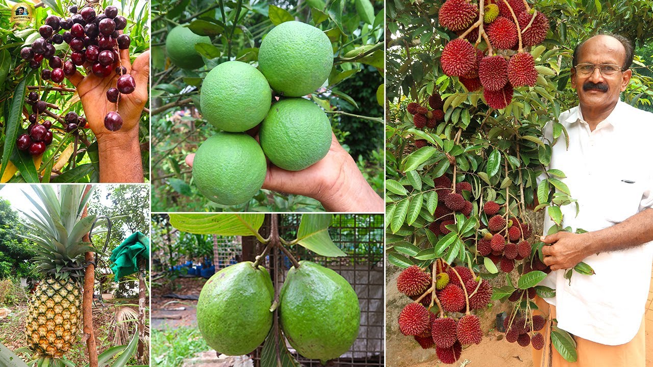 🥭🥑 വിജയേട്ടന്റെ പഴത്തോട്ടത്തിൽ ! ചുവന്ന സീതപ്പഴവും പുലാസാനും പഴുത്തു കായ്ച്ചു കിടക്കുന്നതു കാണാം 😲😲😎