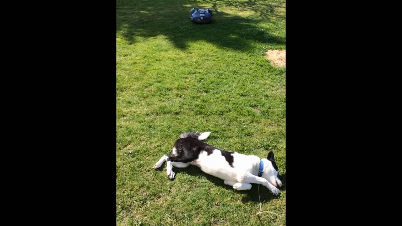Husqvarna Automower&reg; 420 vs dyr