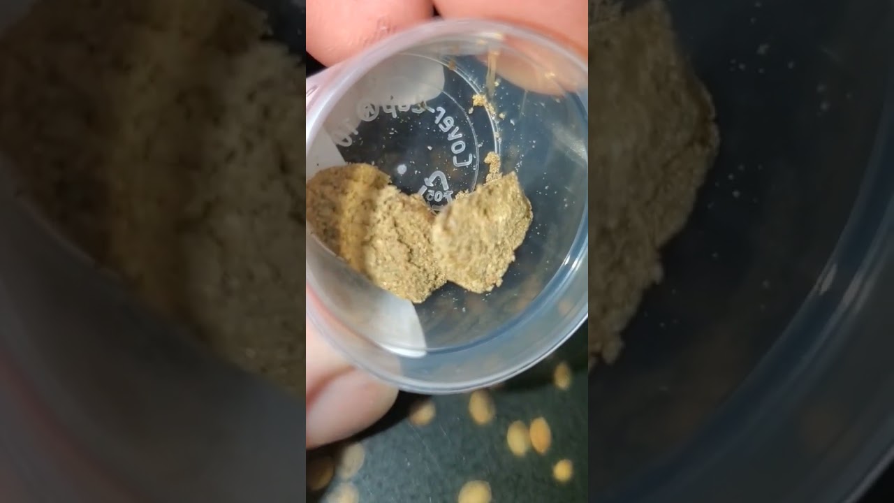 Nicole Kush (coffeeshop Hashtag)