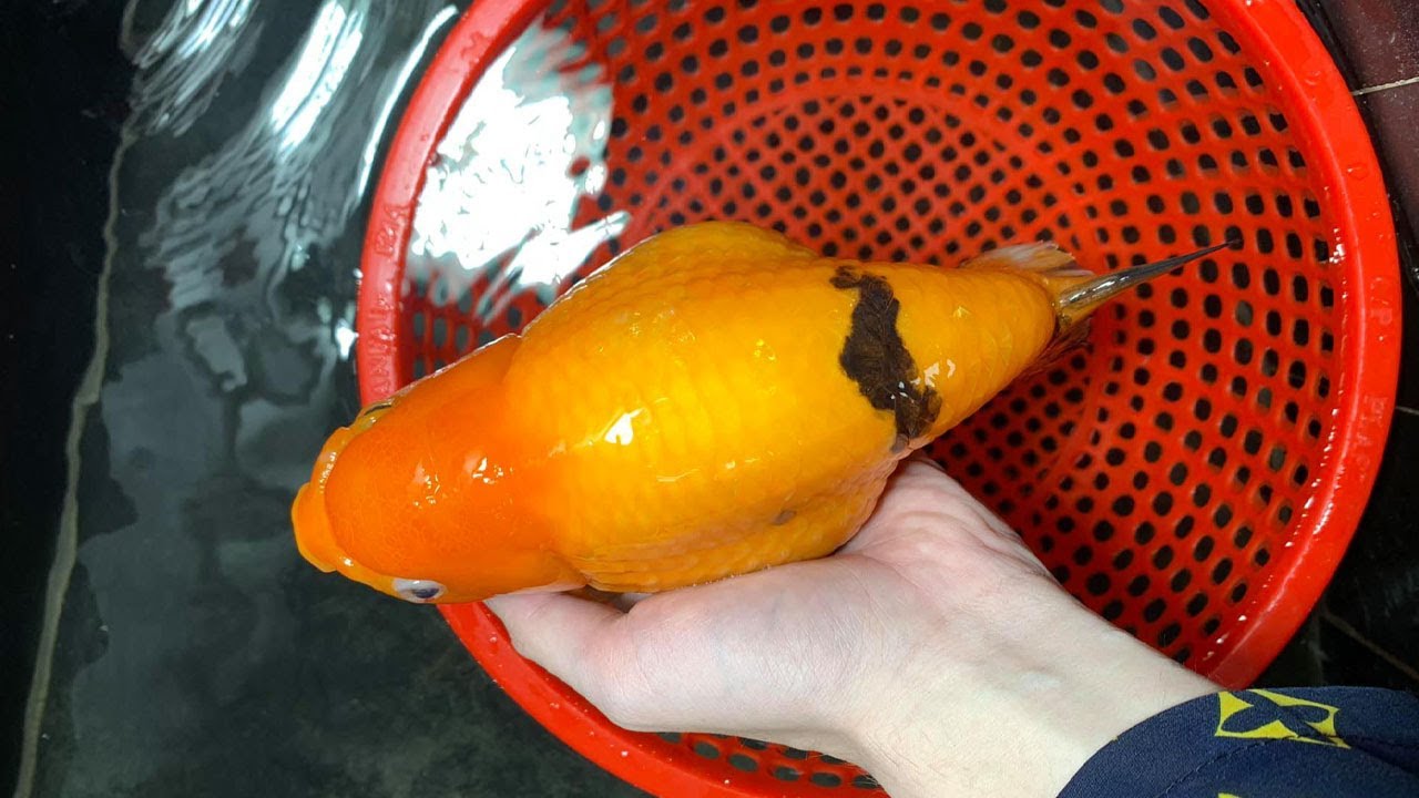 Top quality goldfish | Goldfish farm