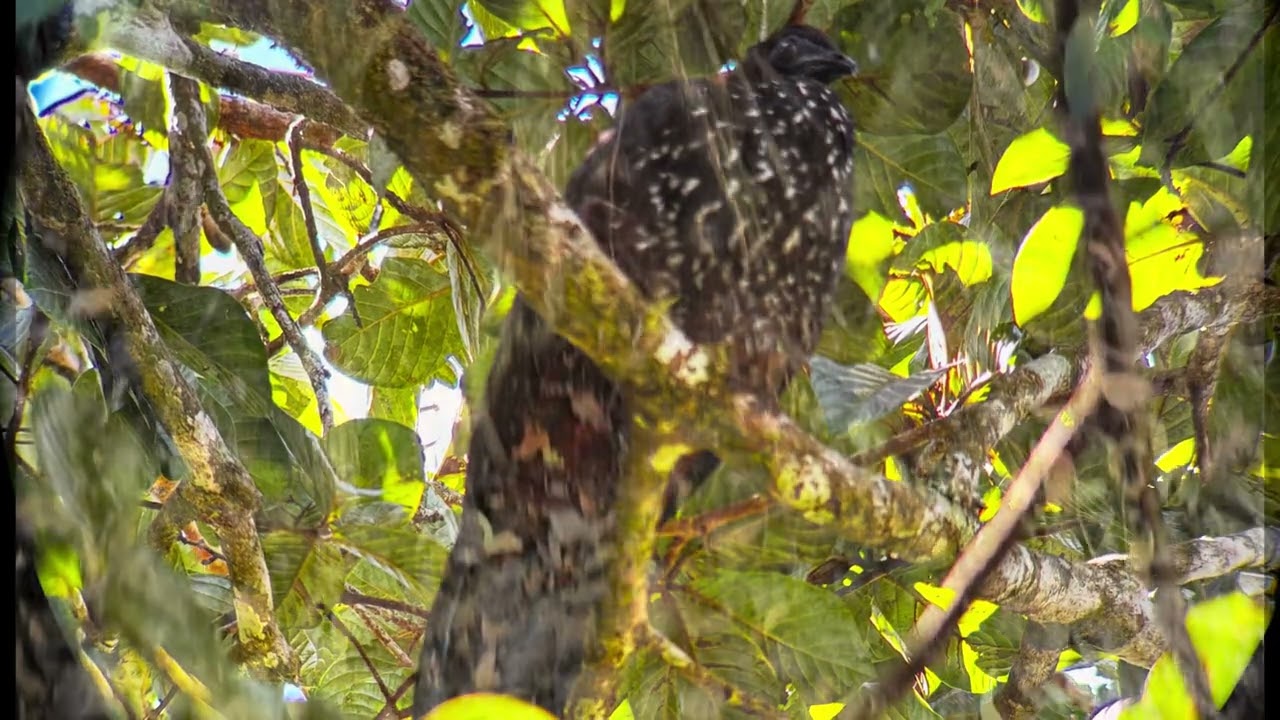 Bird watching at Monte Verde
