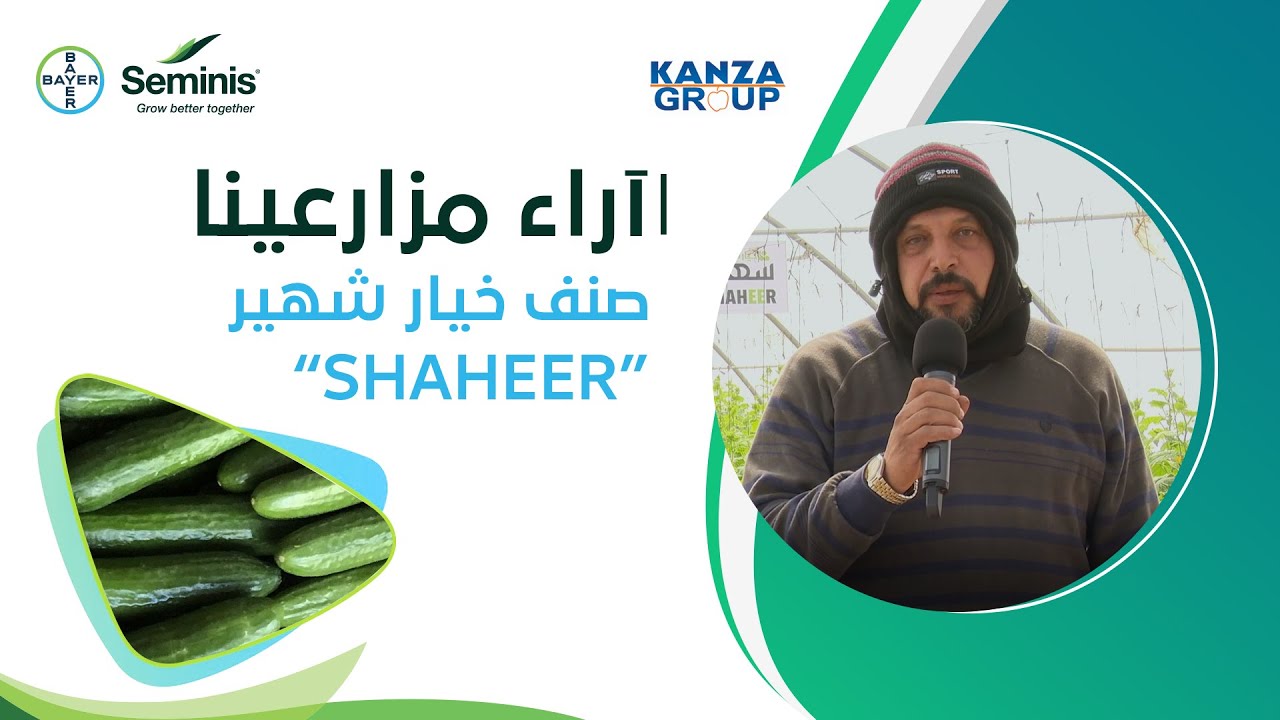 صنف خيار شهير من باير سيمنيس -  توازن النبات مع دورة إنتاج طويلة
