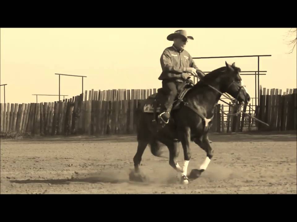 Sugar - Reining