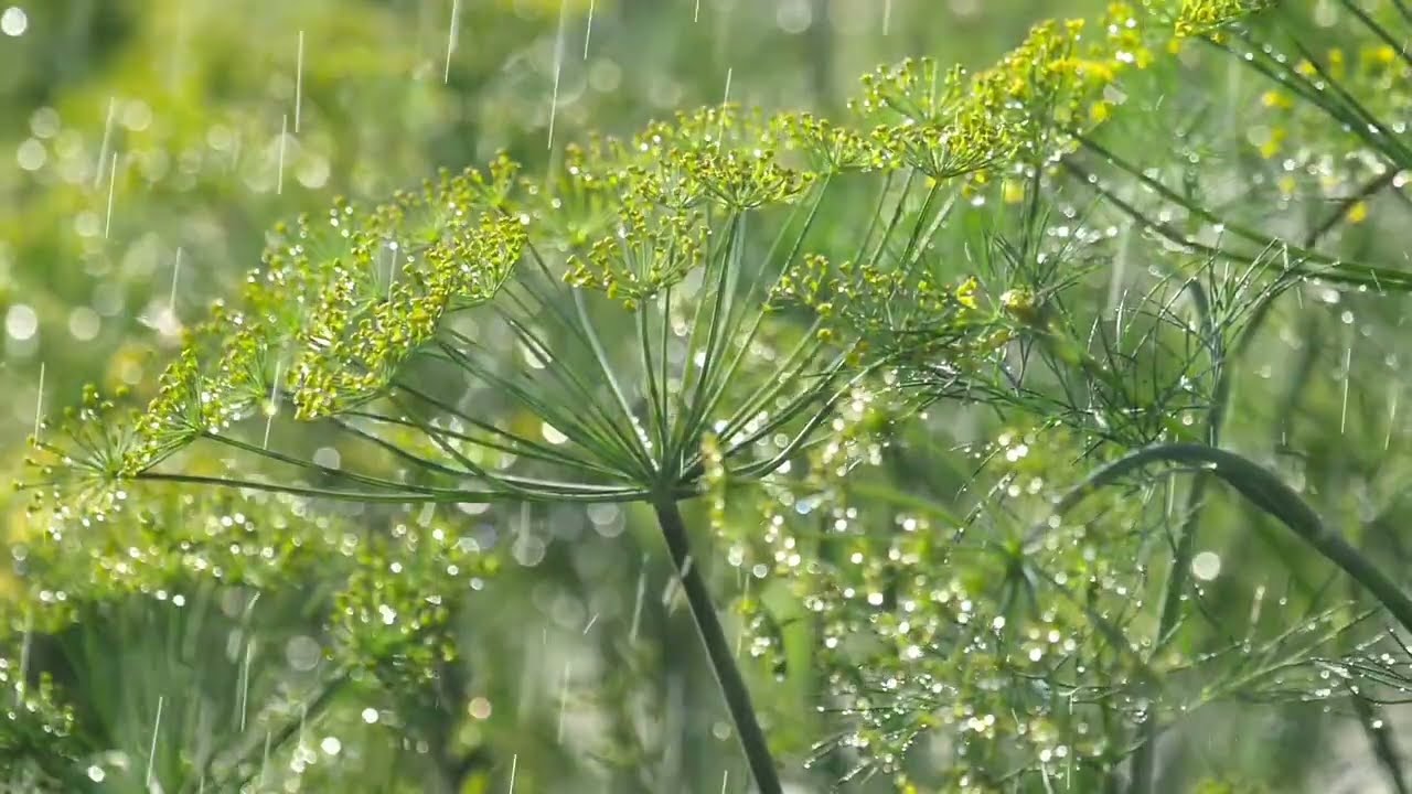 Forest Rain Sounds for Sleep ( 8 Hours)  Deep Relaxing Nature Ambience