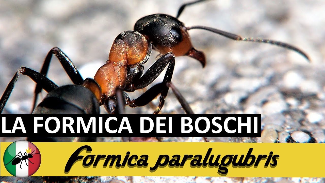 La formica dei boschi - Formica rufa | Ants Italia (AI)