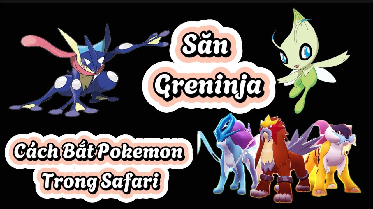 Cách Bắt Pokemon Trong Safari Siêu Dễ! Săn Greninja, Celebi Và Bộ Ba Thần Thú! #ShunPKM #Pokemon