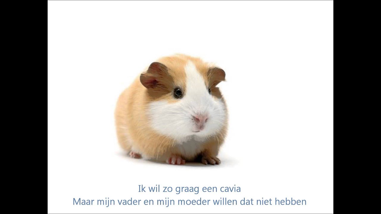 ik wil zo graag een cavia