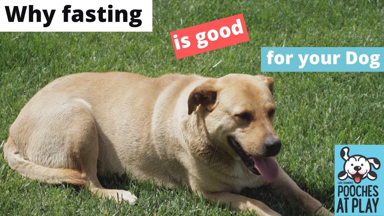 Why fasting is good for your dog