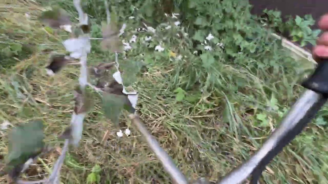 This Grass Didn’t Stand a Chance 