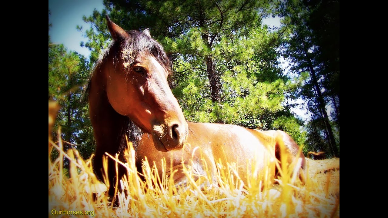 Horse resting in the summer sun