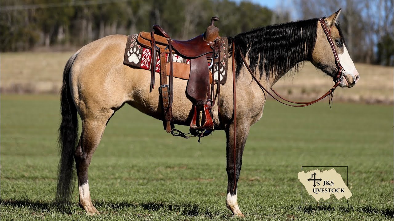 NEVADA- 5yr old Quarter Mare. Selling Exclusively on Platinum Equine Auction.