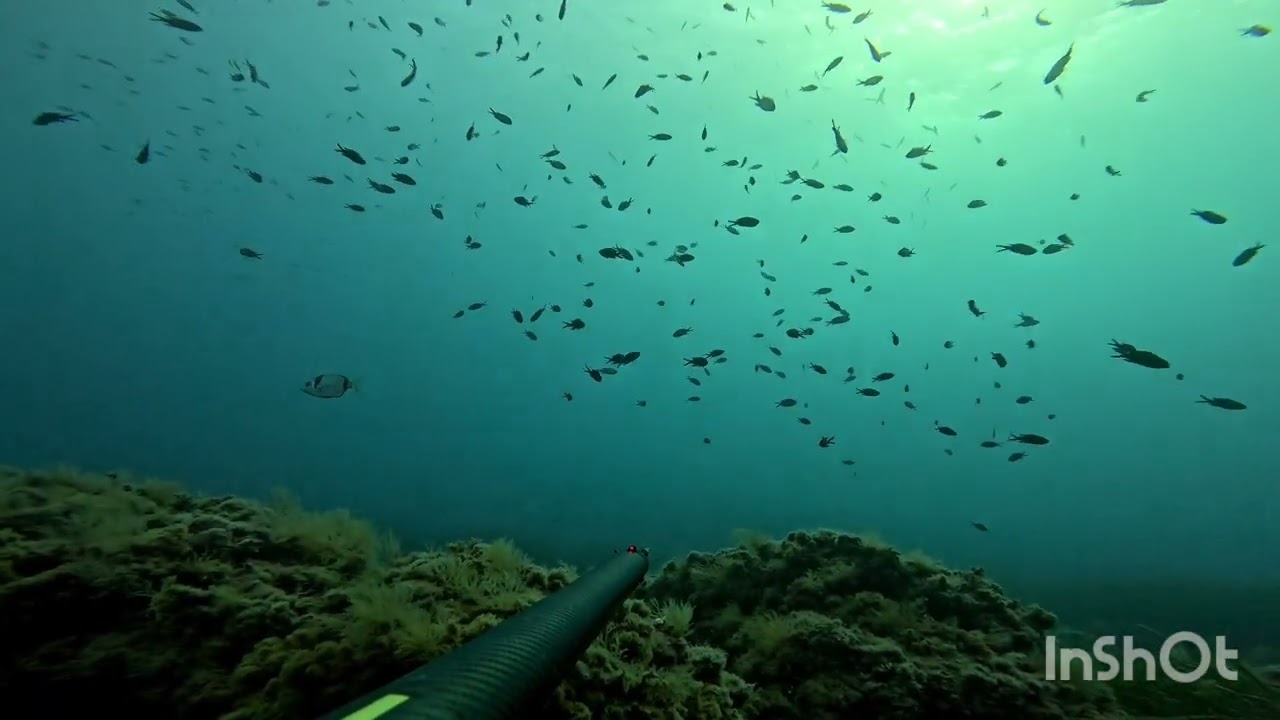 Come leggere la mangianza nella pesca in apnea - aggiungete i vostri consigli!