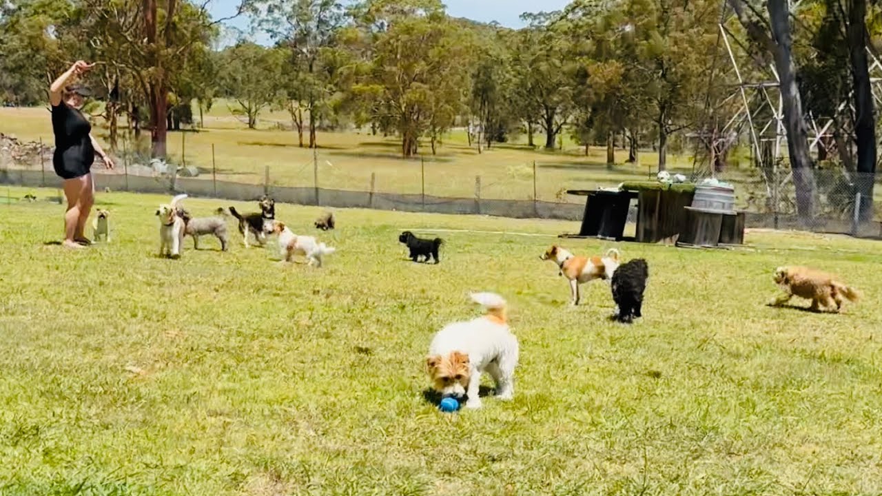 Little bundles of energy🔋🐶☀️🐾🏍️🔵🎾💦