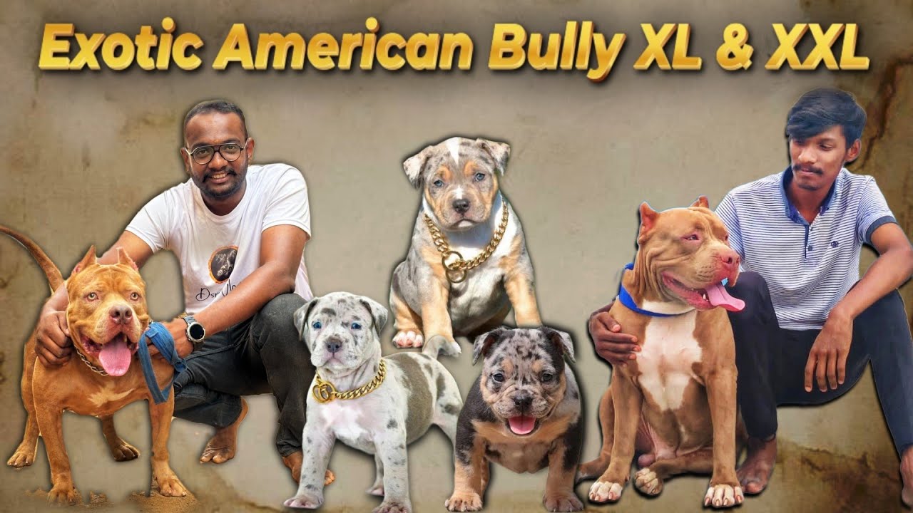 American Bully XL Size 💥| Exotic Imported Bully | American Bully Merle Puppy 🥰 #americanbully
