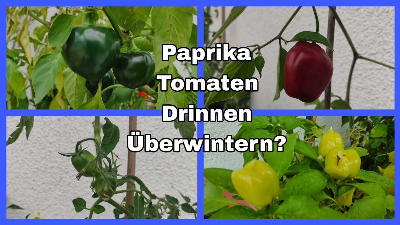 Überwintern von Tomaten, Paprika, wie, wo, was ist zu beachten?