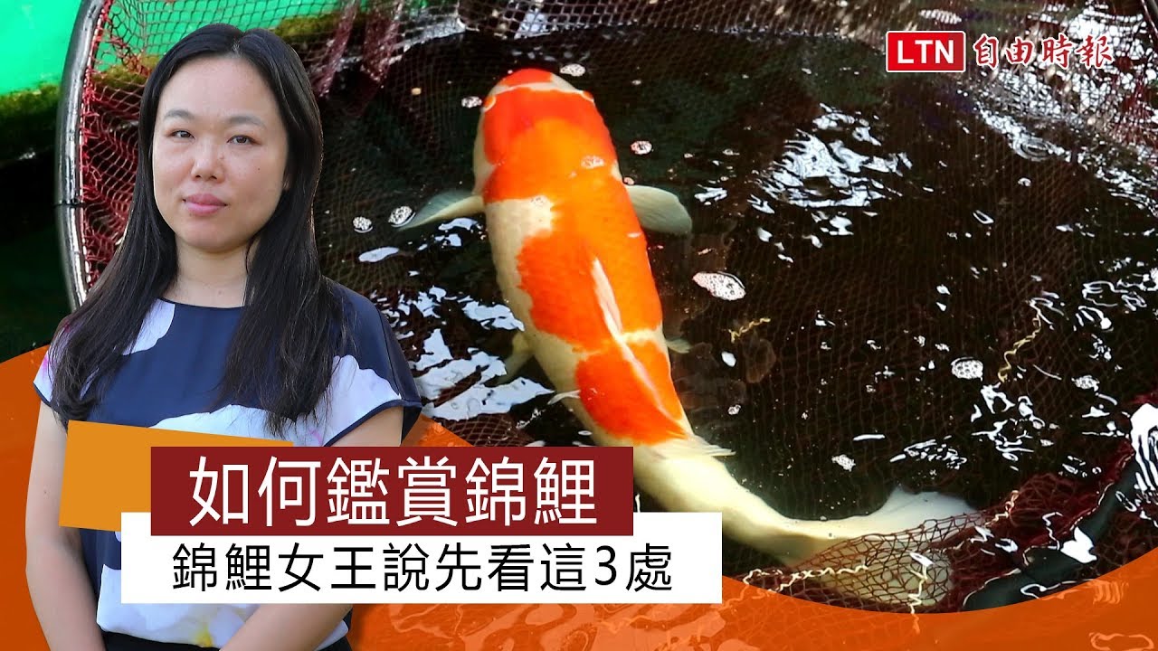 如何鑑賞錦鯉 錦鯉女王說先看這3處