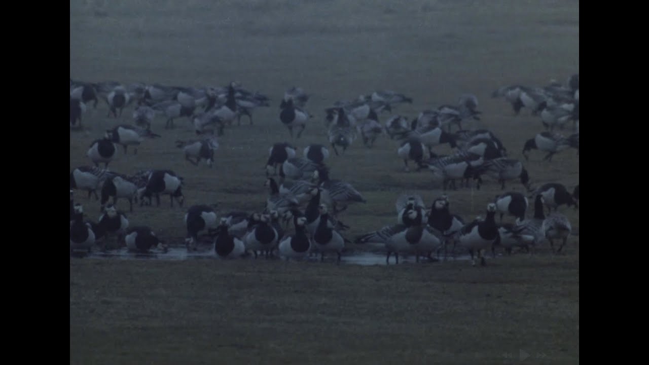 Valgepõsk-lagle (Branta leucopsis)