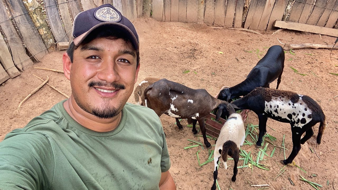 CONSEGUI COMPRAR O CARNEIRO REPRODUTOR PARA AS OVELHAS!!!