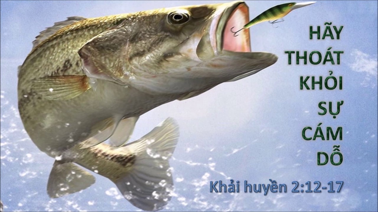HÃY THOÁT KHỎI SỰ CÁM DỖ - Mục sư Nguyễn Phi Hùng