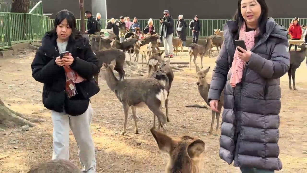 奈良公園で鹿と触れ合う素敵な一日 🦌✨ | Nara Park Japan 