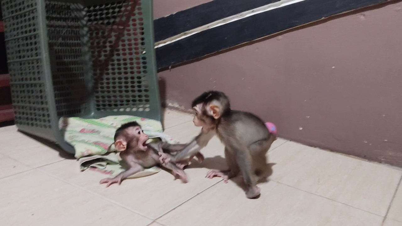OH NO Boni and Beni