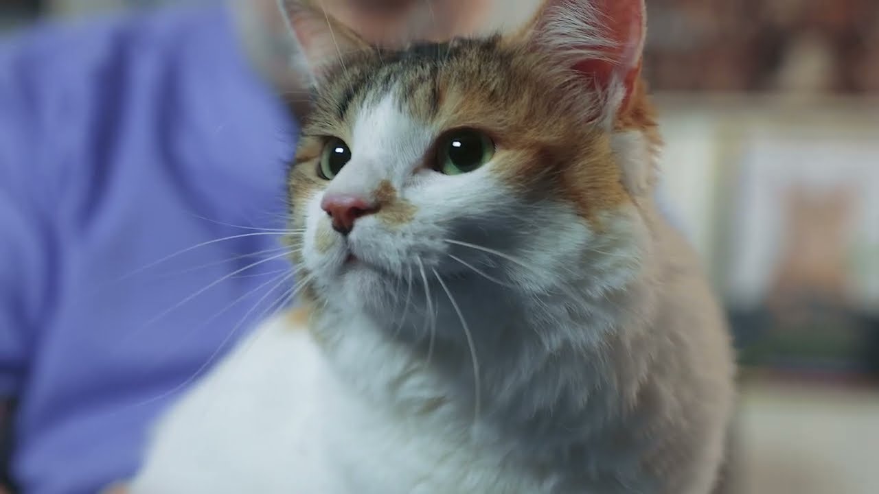 Totul despre sterilizarea pisicii | Purina Pro Plan