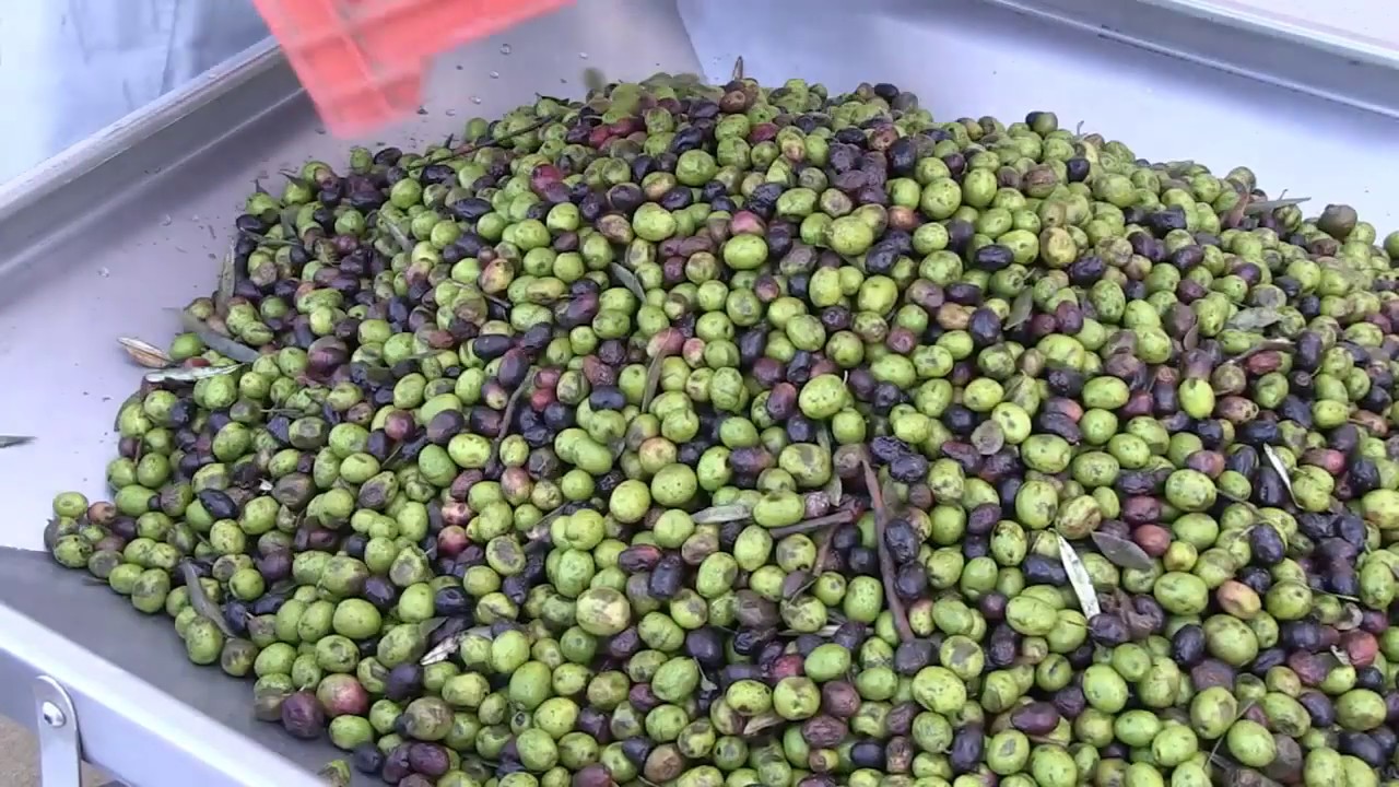 Olive Oil Machine - New Technology - Cold Press - www.coldpressoilmachines.com