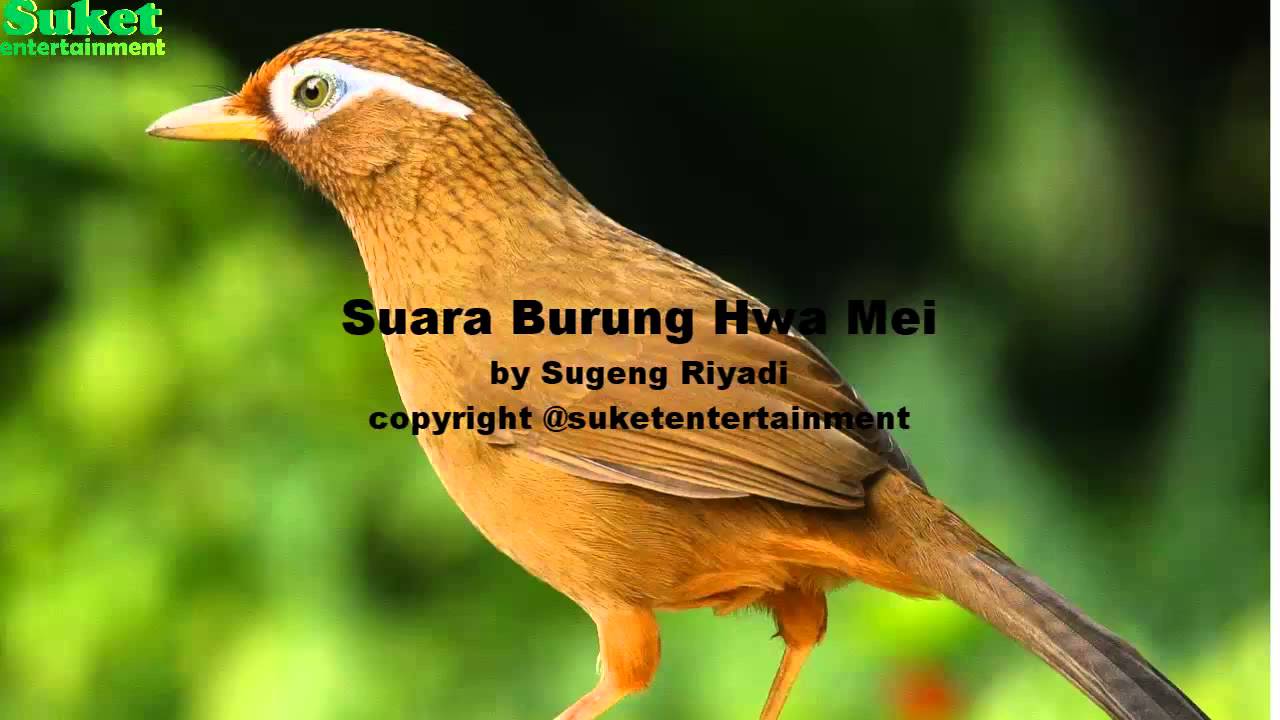 Suara Burung Hwa Mei