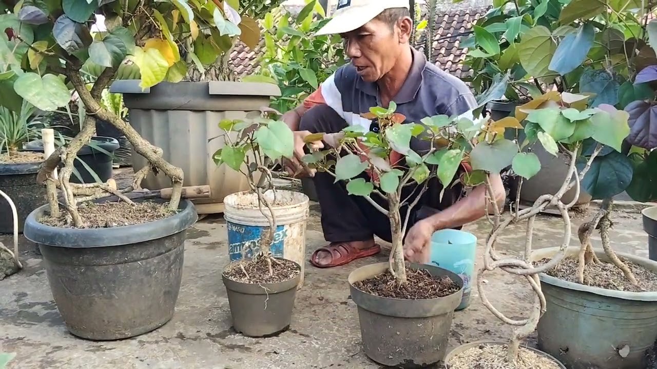 TAHAPAN MEMBUAT BONSAI WARU MERAH !!