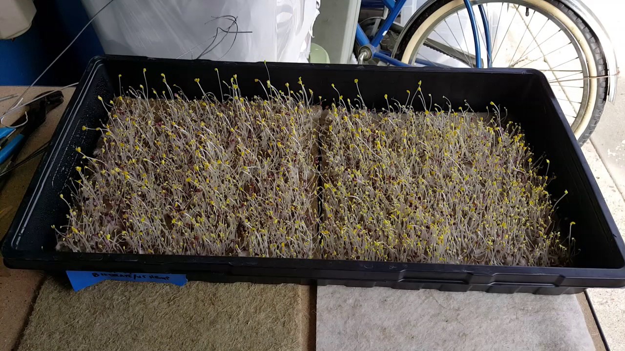 microgreen substrate grow media hemp vs. biostrate comparison