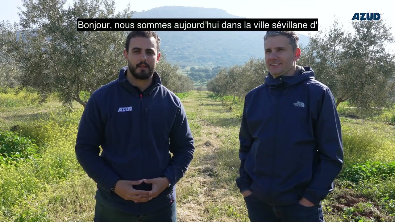 Installation d'un système d'irrigation goutte à goutte dans des oliveraies