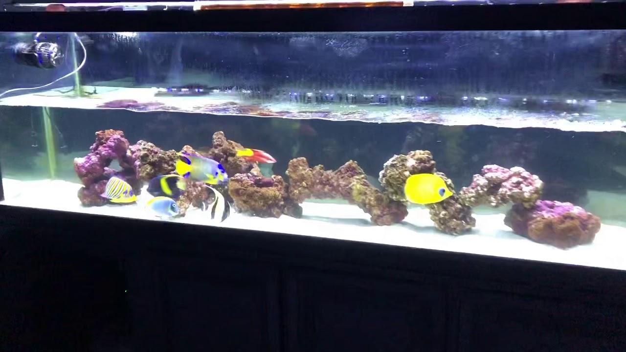 125 gallon fowlr 4/25/20