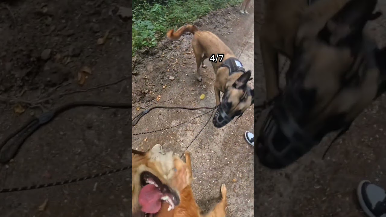 Attention chien agressif en r&eacute;&eacute;ducation #chien