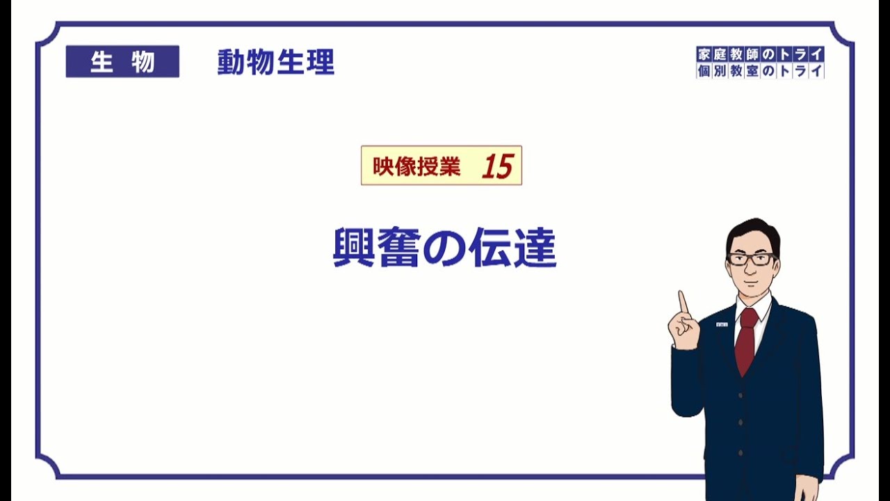 【高校生物】　動物生理15　興奮の伝達（１６分）