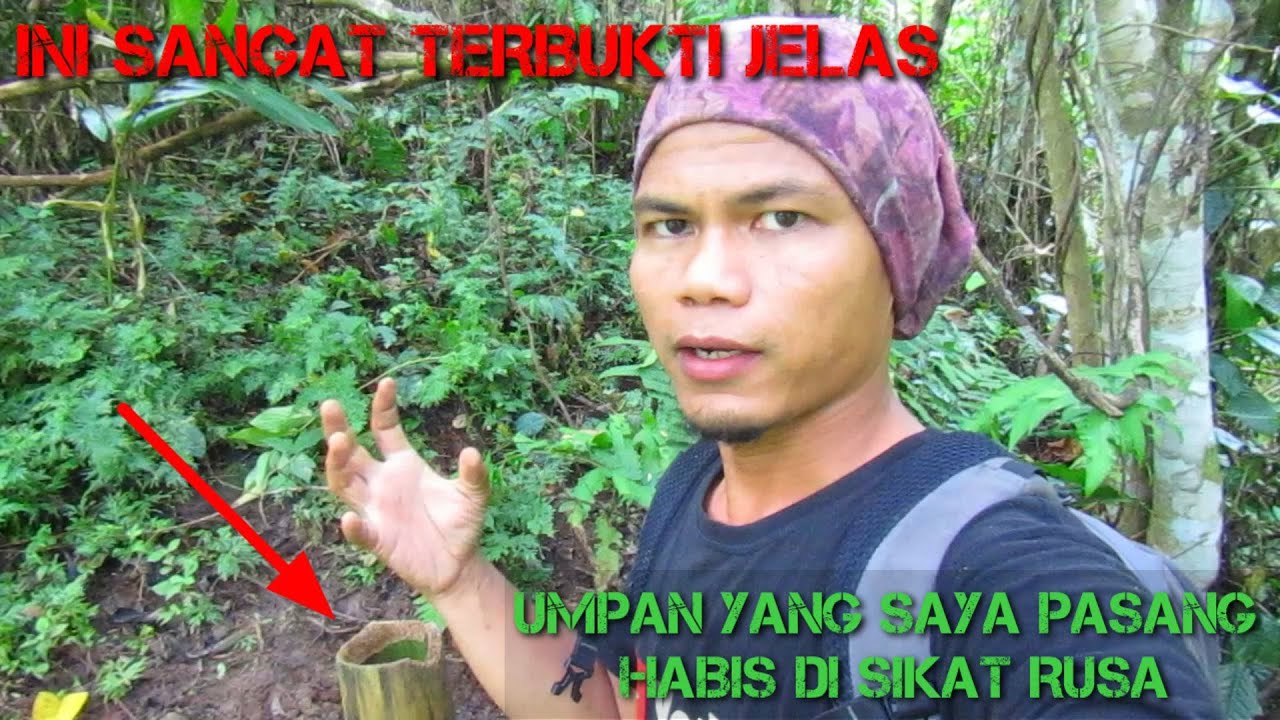 LAKUKAN CARA INI KALAU MAU BERTEMU RUSA DI JAMIN. DUA JENIS UMPAN RUSA HABIS DI HAJAR RUSA.