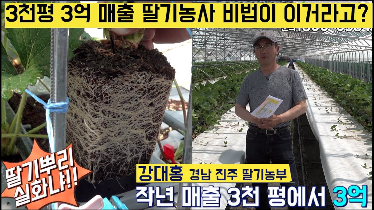 [한국농수산TV] 3천 평 3억 매출의 딸기농사 비법이 이거라고?? 경남 진주