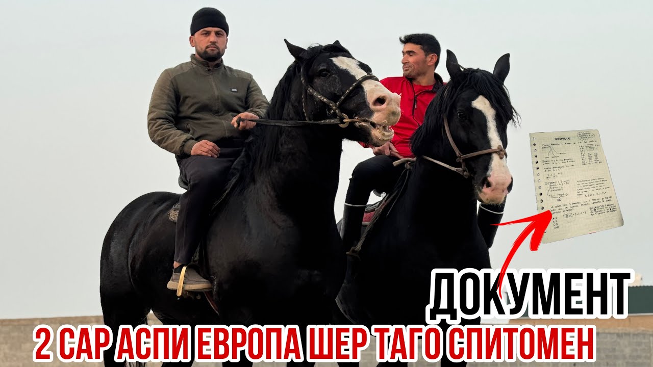 Сиех кашка аспхои Европа нархош дастрас 21 ноября 2025 г.