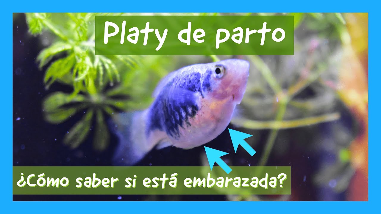 Platy de parto. Cómo saber si está embarazada. Reproducción Platy.