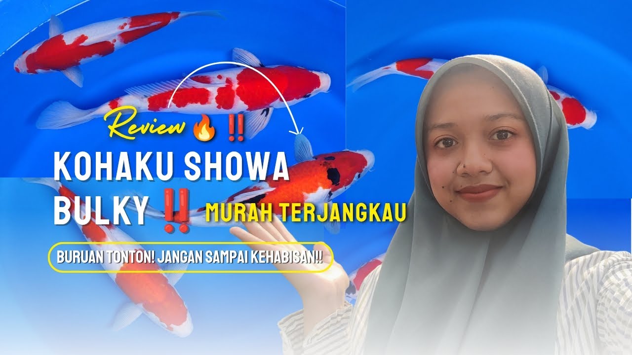 KOHAKU SHOWA BULKY IDAMAN‼️HARGA MURAH TERJANGKAU‼️