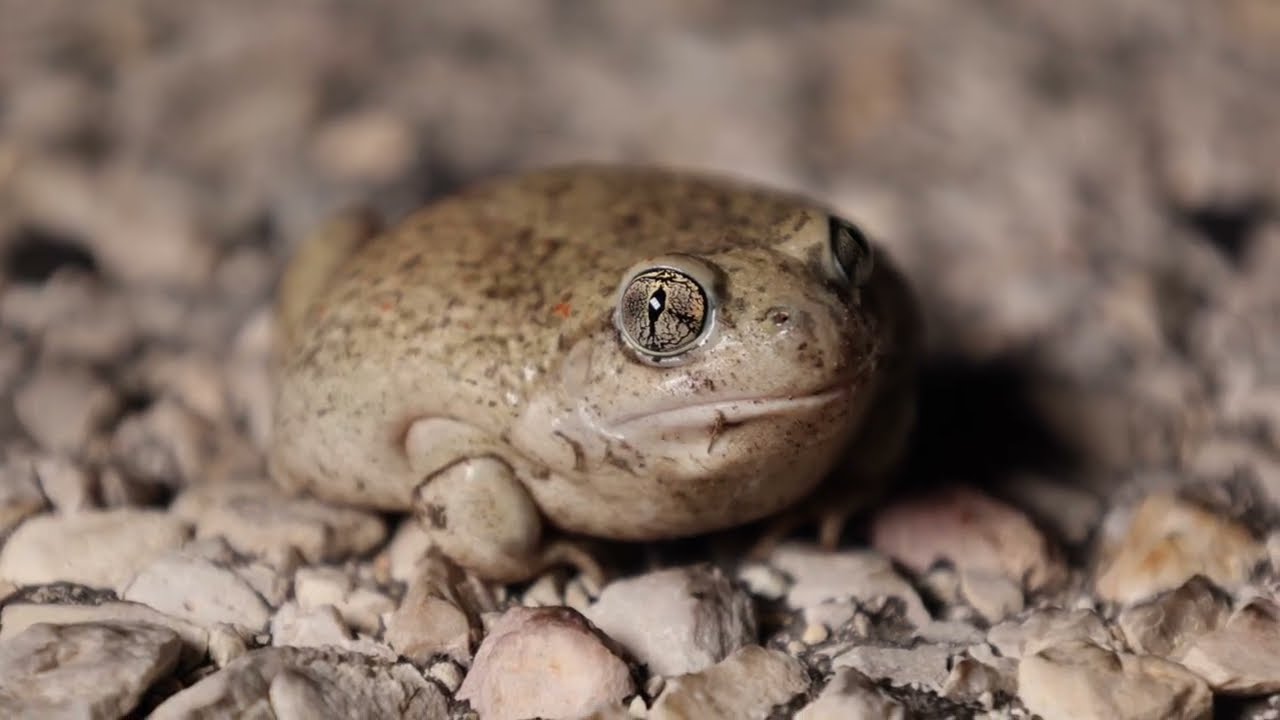 What are New Mexico's State Animals?