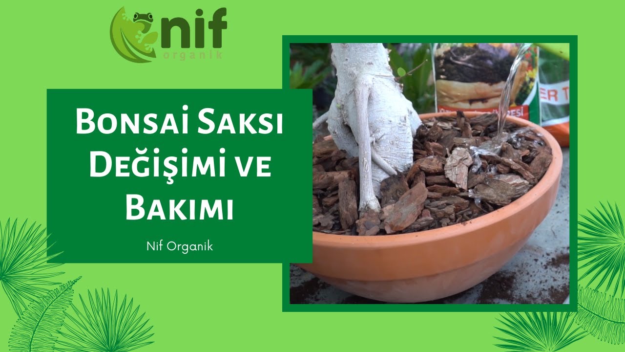 Nif Organik | Bonsai Saksı Değişimi ve Bakımı