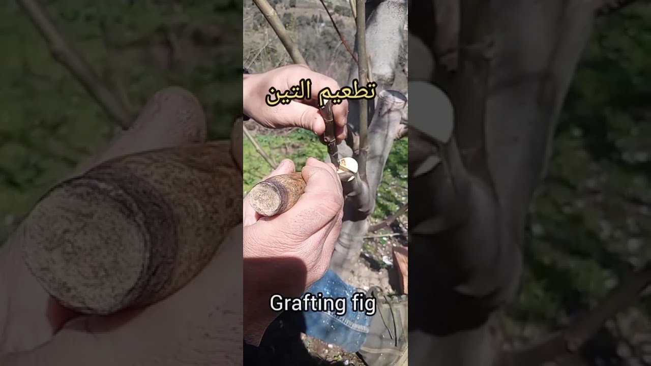 تطعيم التين (الكرموس) بطريقة الشق ،و بنسبة نجاح جد عالية #2026 #fig#figues #higos #fichi  #التين 
