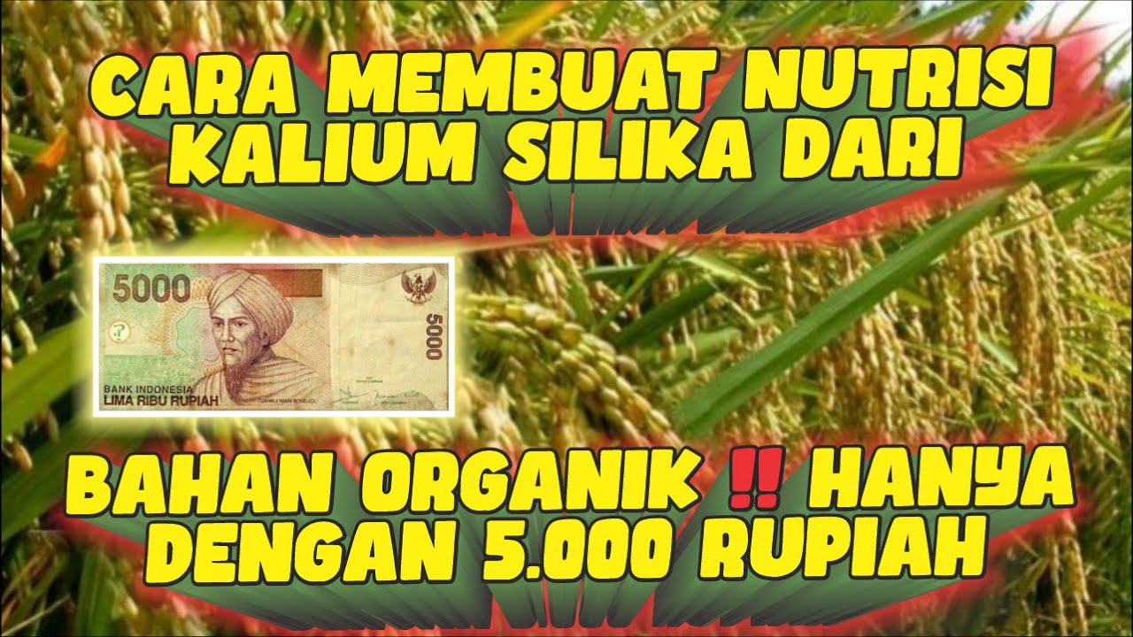 CARA MEMBUAT NUTRISI KALIUM SILIKA DARI BAHAN ORGANIK‼ HANYA DENGAN 5000 RUPIAH