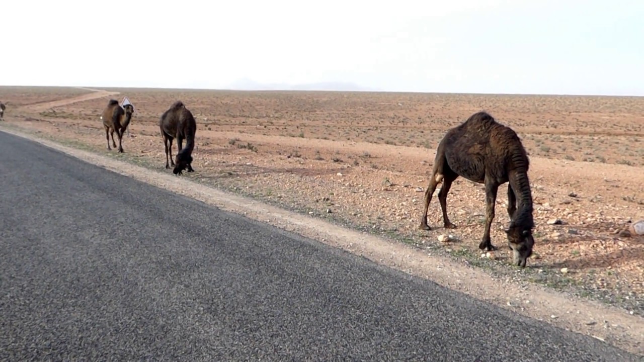 Dromedarys, near Boumalne-Dades, Morocco