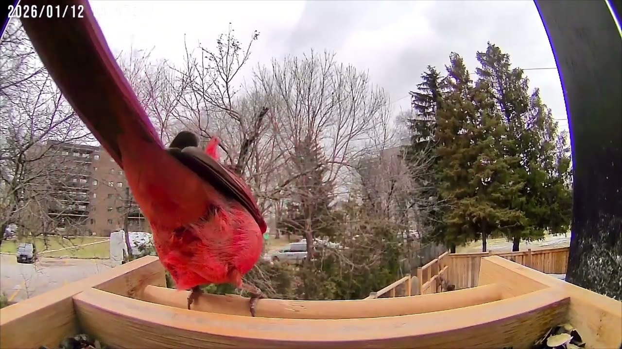 Bird Feeder Live-Style Footage — 30 Minutes of Calm