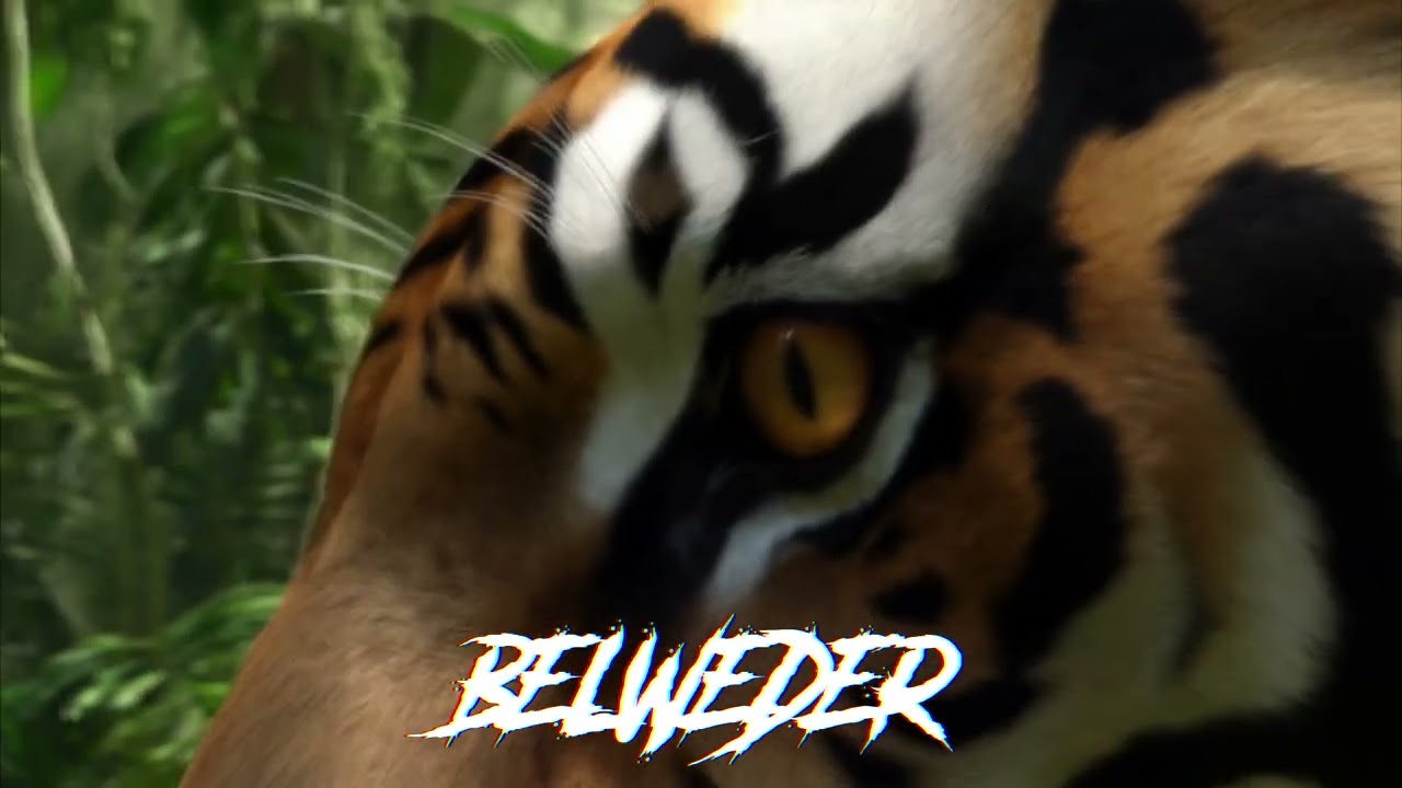 BELWEDER - OKO TYGRYSA (PROD. BELWEDER RECORDS 2025)