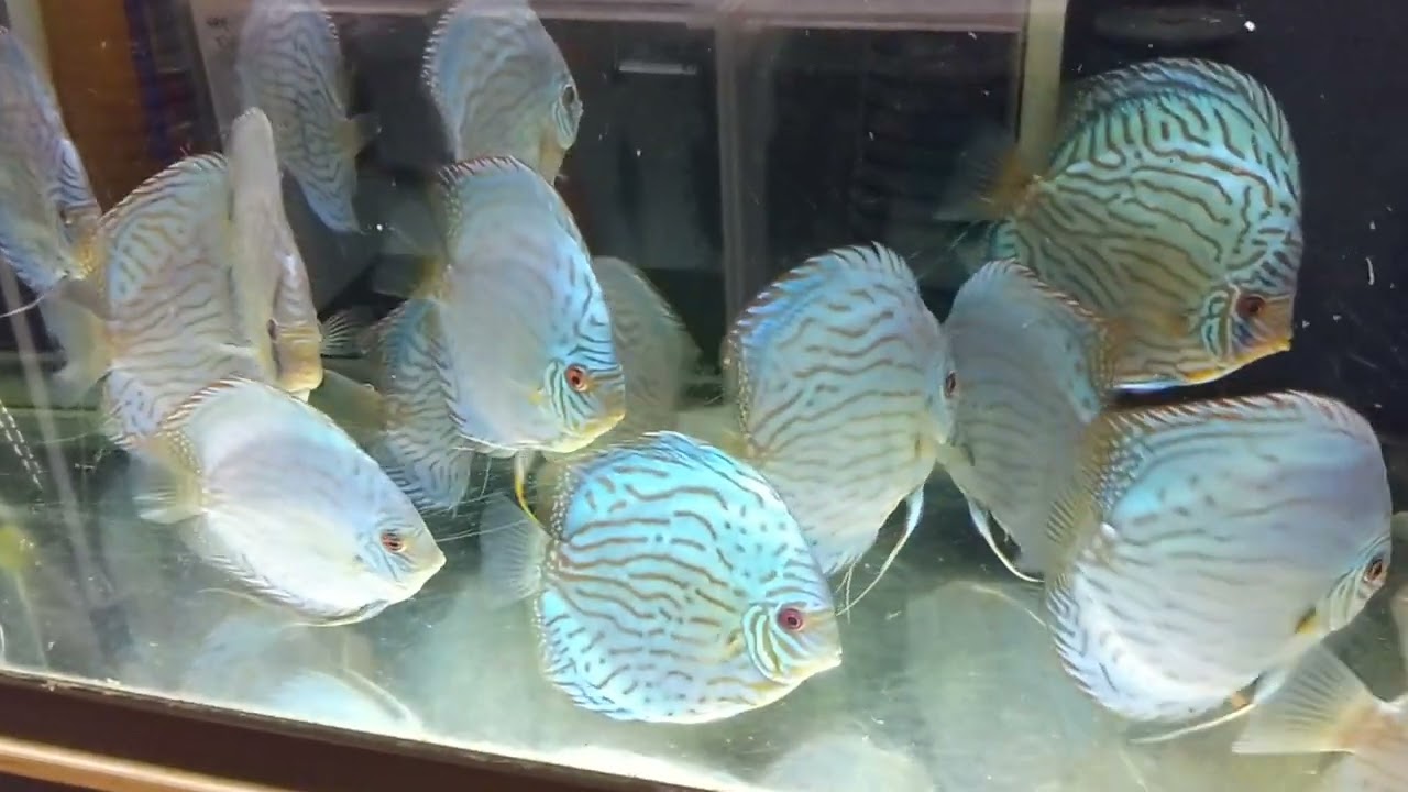 ディスカス専門店アクアドリームス（discus proshop AquaDreams）
