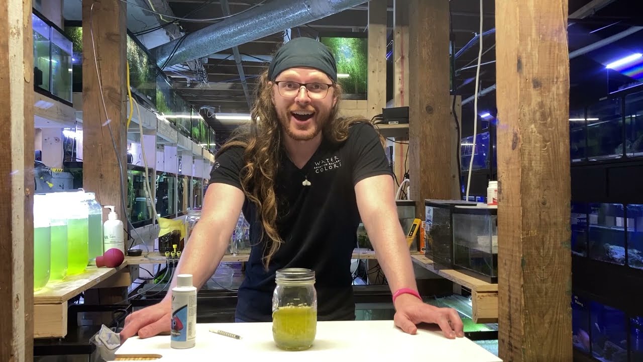 Watch Green Water Disappear! Seachem Clarity Demonstration